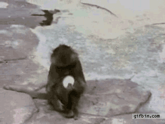 surprised-monkey